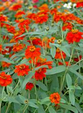 Profusion Knee High Red zinnias grow several inches taller than the typical Profusion zinnias that reach 15 inches. The flowers are the same size as Profusions, but with the taller habit, they develop a more open appearance.