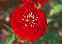 Benary Giant zinnias are renowned as cut flowers and are perfect options for summer wedding flowers. They come in many colors including this one in brilliant red. In Mississippi State University trials, they reached 39 to 42 inches tall with huge, dahlia-shaped blossoms.