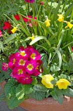 Primulas offer months 