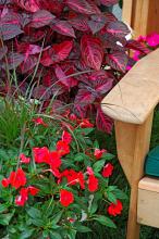 The Iresine Blazin Rose leaves will look like they are glowing when light hits them just right. They partner well with these red impatiens.