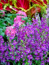 Serena angelonias, available in several colors, are heat- and drought-tolerant plants. Their spiky texture is welcome in the gardening world dominated by round flowers.