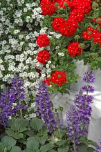 The Aztec Cherry Red verbena is a true red with no orange overtones. It too is perfect in this patriotic display combined with Mystic Spires Blue salvia and Abunda Giant White Bacopa.
