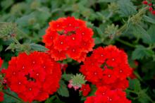 Fuego orange red verbena is a fiery, hot-colored plant coming from a company called Selecta First Class. Fuego is great in mixed containers or the landscape.