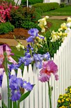 The bearded iris is a sight to behold because of the size and shape of the bloom as well as the deeply saturated colors. These spring blooms provide a colorful touch to this white picket fence. 