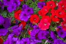 For a patriotic garden, Easy Wave Blue petunias are ideal flowering partners with Easy Wave Red petunias.