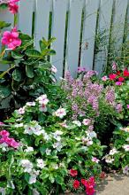 The bright eyes of these Titan periwinkles contribute to this fence-line display of summer flowers.