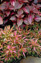 The branchy Oompah coleus, planted here below Blazin rose iresine, is impressive with its vibrant colors of citron green leaves with purple centers highlighted with violet flames.