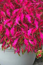 Pink Chaos is among the new coleus selections with long, weeping leaves that will thrill all gardeners. These foolproof plants reach 18 inches in height and have colorful foliage of iridescent pink, mint green and cream.
