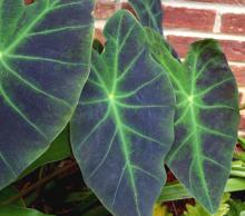 Imperial Taro, also known as Illustris or Antiquorum, has dark-purple/black leaves with lime-green veins.