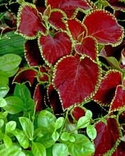 Chocolate Mint is a new coleus that is making its debut this year. Its leaves are a dark mahogany with dark lime-green edges.  It offers incredible beauty and versatility when it comes to picking plant partners. 