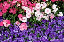 Telstar salmon dianthus partners well with a cool-season planting of Gem Lavender Shades violas. The color will last from fall through late spring.
