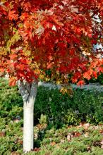 After a summer of medium to dark green color, Autumn Blaze red maple leaves turn fiery orange in the fall.