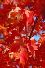 Autumn Blaze red maple leaves resemble the five-lobed and deeply cut leaves of its silver maple cousins.