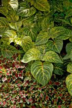 The Aurora Black Cherry coleus is compact, controlled and perfect for planting in front of the taller Blazin Lime iresine.
