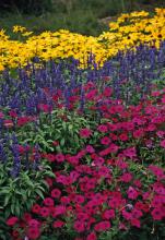 This garden with a triadic color scheme has Prairies Sun rudbeckia, Evolution salvia and Tidal Wave Cherry petunia.