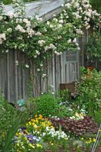 Climbing plants add a vertical dimension to the landscape. A New Dawn climbing rose was trained to grow up this cottage-style garden shed.