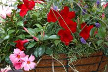 The red and pink Sun Parasols mandevilla are impressive in this mixed container.