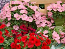 Potunia petunias offer a mounding habit and scores of flowers, such as these pink and red varieties. They rank at the top of the list in university flower trials.