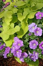 This Sky Blue Surfinia petunia partners well with a Desana Lime sweet potato. Together they will fill and spill over this container's sides all summer long. (Photos by Norman Winter)