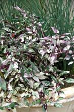 Calico ornamental pepper has three colors in its leaves: green, purple and cream. The peppers are shiny and so dark purple they look black. The leaves and branching habit of the Calico make it a wonderful addition to any garden or container. Expect it to reach just over a foot tall and around 16 inches wide.