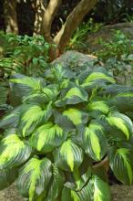 Cathedral Windows is one of the newest hostas on the market and is a tetraploid of Stained Glass, the 2006 Hosta of the Year. It is a large plant with large leaves and extra wide margins. The late summer-blooming flowers are intensely fragrant.