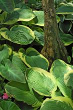Frances Williams was No. 1 on the American Hosta Society popularity poll for more than 10 years. It is a large hosta with blue-green foliage and irregular chartreuse margins. (Photos by Norman Winter)