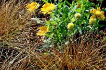 The grass-like foliage of the orange sedge begins olive green and then turns orange in the fall. Here it is partnered with Oranges and Lemons gaillardia that is great in bloom and has attractive, globe-like seedpods.