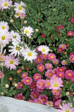The heirloom Country Girl chrysanthemum on the left has larger flowers than typical garden mums.