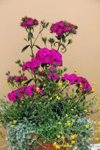 The Amazon dianthus is the thriller plant in this early-summer container. The filler plant is Flambe Orange chrysocephalum, which produces small, button-like, yellow flowers on striking, olive gray-green foliage. Silver Falls dichondra is the spiller plant that cascades over the rim. (Photo by Norman Winter)