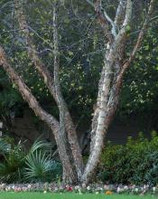 Use differing textures to keep winter landscapes beautiful. (above) Here the multiple trunks of a river birch partner well with the huge, palmate leaves of a dwarf palmetto palm. With few flowers blooming, our landscape's main interest at this time of year comes from differing textures. (Photos by Norman Winter)