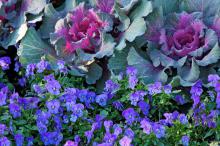 Penny violas look great with colorful kale and cabbage. Here the Penny Blue is partnered with a flowering cabbage. (Photos by Norman Winter)