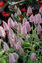 Joey is a hot, new plant from Australia that is coming this spring. Its 4-inch-long flowers have an iridescent sheen of neon pink and silver that are bottle brush-like with a little tilt at the top that hints at a feather. (Photo by Norman Winter)