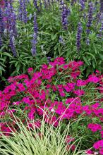 Intensia Neon Pink phlox is a perfect partner with Evergold carex and this towering Victoria Blue salvia.