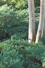 Shrub junipers provide tremendous landscape options from low-growing, creeping groundcovers to foundation plantings. These junipers frame the picturesque bark of a large crape myrtle. (Photos by Norman Winter)
