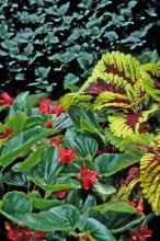 The Kong Red coleus and the lush, exotic-looking Dragon Wing Red begonia are a winning combination as the bright, lime-green margins of the Kong coleus light up the shade garden.
