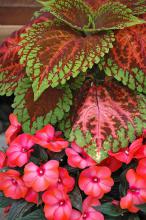 The hints of orange and a rusty burgundy in the large leaves of Kong Salmon Pink coleus partner well with the large, light-orange flowers of Paradise Malita New Guinea impatiens. (Photos by Norman Winter)