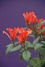 The fiery orange and yellow flowers of Scooter Flame scutellaria will prove to be a delight to visiting hummingbirds. (Photos by Norman Winter)