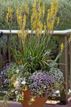 Tall, yellow Kangaroo Paw flowers serve as the perfect thriller, or eye-catching plant, in this large mixed container.