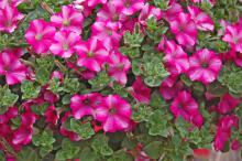 Supertunia Raspberry Blast is an attractive, deep hot pink with a dark cerise star accent at the throat of each blossom. (Photos by Norman Winter)