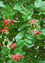 The native coral honeysuckle is a fiery red to orange with yellow on the inside. The trumpet-shaped blossoms are a treat to ruby-throated hummingbirds and butterflies, and the flowers give way to fruit relished by birds such as the cardinal and purple finch. (Photo by Norman Winter)