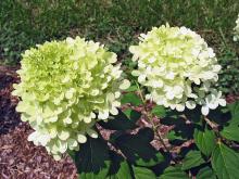 The Limelight hydrangea has an extended season of incredible blooms from midsummer through fall. It has small leaves and an incredible quantity of flowers that start off almost white, then change to bright, light lime and finally turn pink as fall approaches. (Photo by Norman Winter)