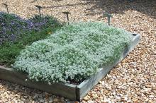 The Snow Princess is a new sweet alyssum that thrives in summer heat. Here it reached 4-6 inches and filled out its allotted space since planting in April.