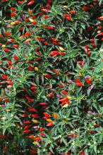 The Garda Tricolore pepper resembles smaller Christmas lights. It produces scores of peppers that start purple then change to cream, orange and red. (Photos by Norman Winter) 