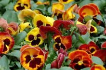 The new Mammoth series of pansy is an extremely large-flowered variety. On Fire truly gives this illusion with its fiery yellow, orange and red blooms.
