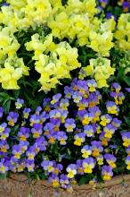 Rebelina blue and yellow viola partners with Floral Showers yellow snapdragon for a cool-season mixed container that is sure to please.