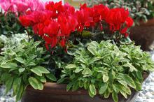 Cyclamen combined with the mounding, slightly spreading variegated forms of the common sage Salvia officinalis makes a stunning partnership. (Photos by Norman Winter) 