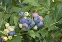 Edible garden additions have benefits other than the culinary ones. The rabbiteye blueberry works well as a landscape shrub with its silvery-blue foliage, pinkish-white flowers, summer fruit and outstanding fall color. (Photo by Rebecca Bates)