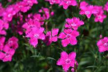 The flowers of Bouquet Purple dianthus are a vivid, dark pink with petals having tattered, upturned margins. The stems are up to 18 inches long, making these a great choice for cut flowers.  (Photos by Gary Bachman) 