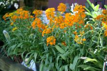 The flower spikes of Citrona Orange erysimum are held above the narrow foliage to create a bright display. (Photo by MSU Extension Service/Gary Bachman)