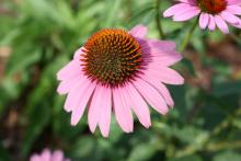 Coneflowers such as this Bravado may be ideal plants for the busy gardener because they thrive on neglect and require only normal rainfall. They also make great cut flowers. (Photos by Gary Bachman) 